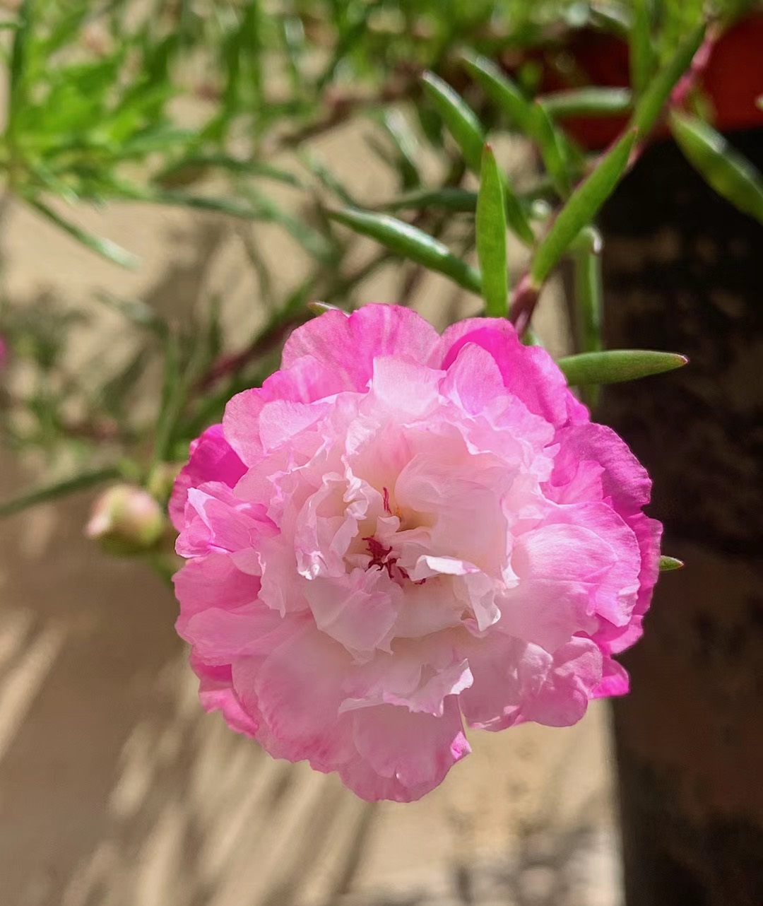 夏天,很多植物不开花,太阳花们则是夏季的"主角".