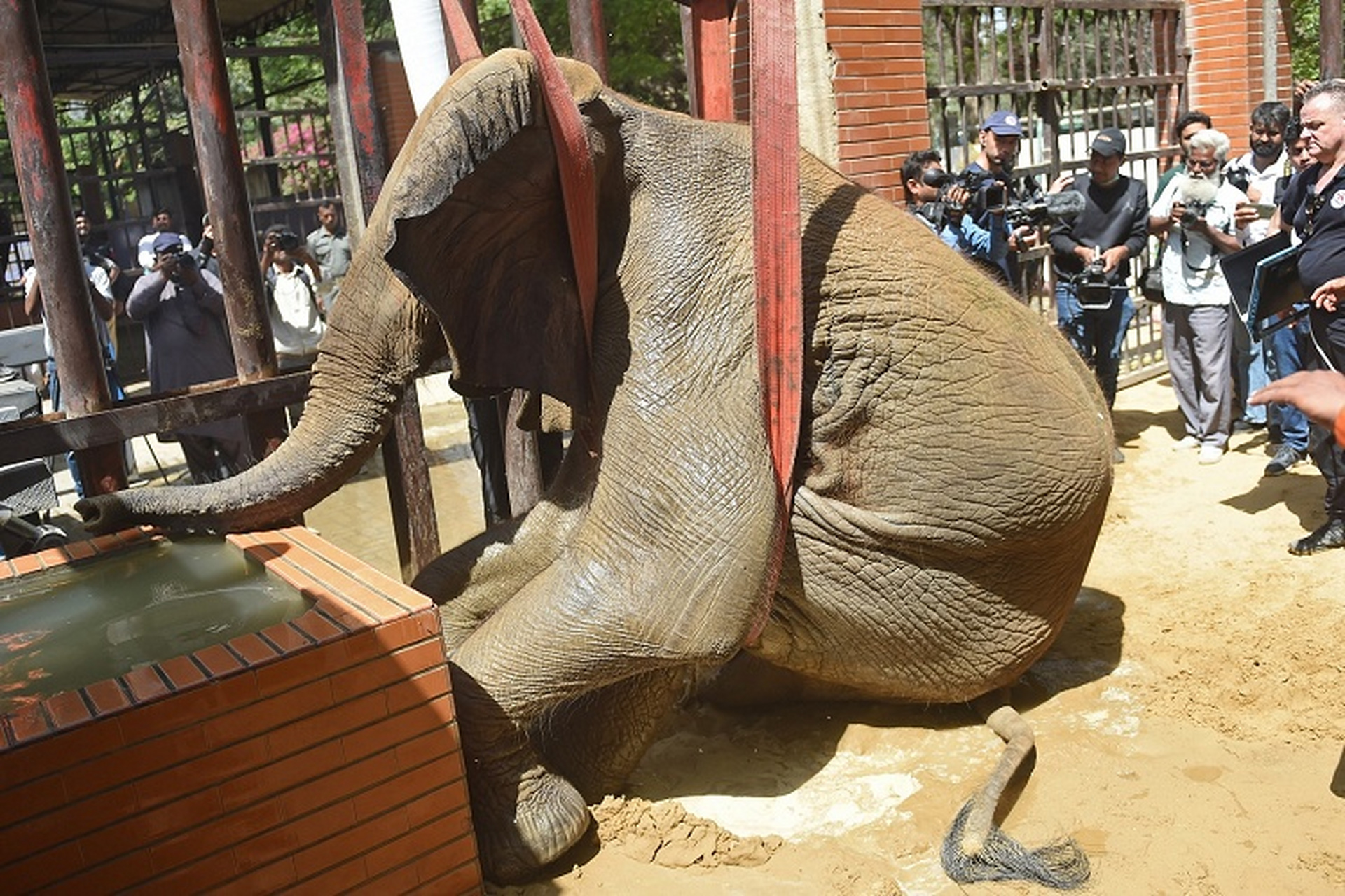 巴基斯坦大象救治  巴基斯坦卡拉奇动物园,一只患病大象被起重机吊起