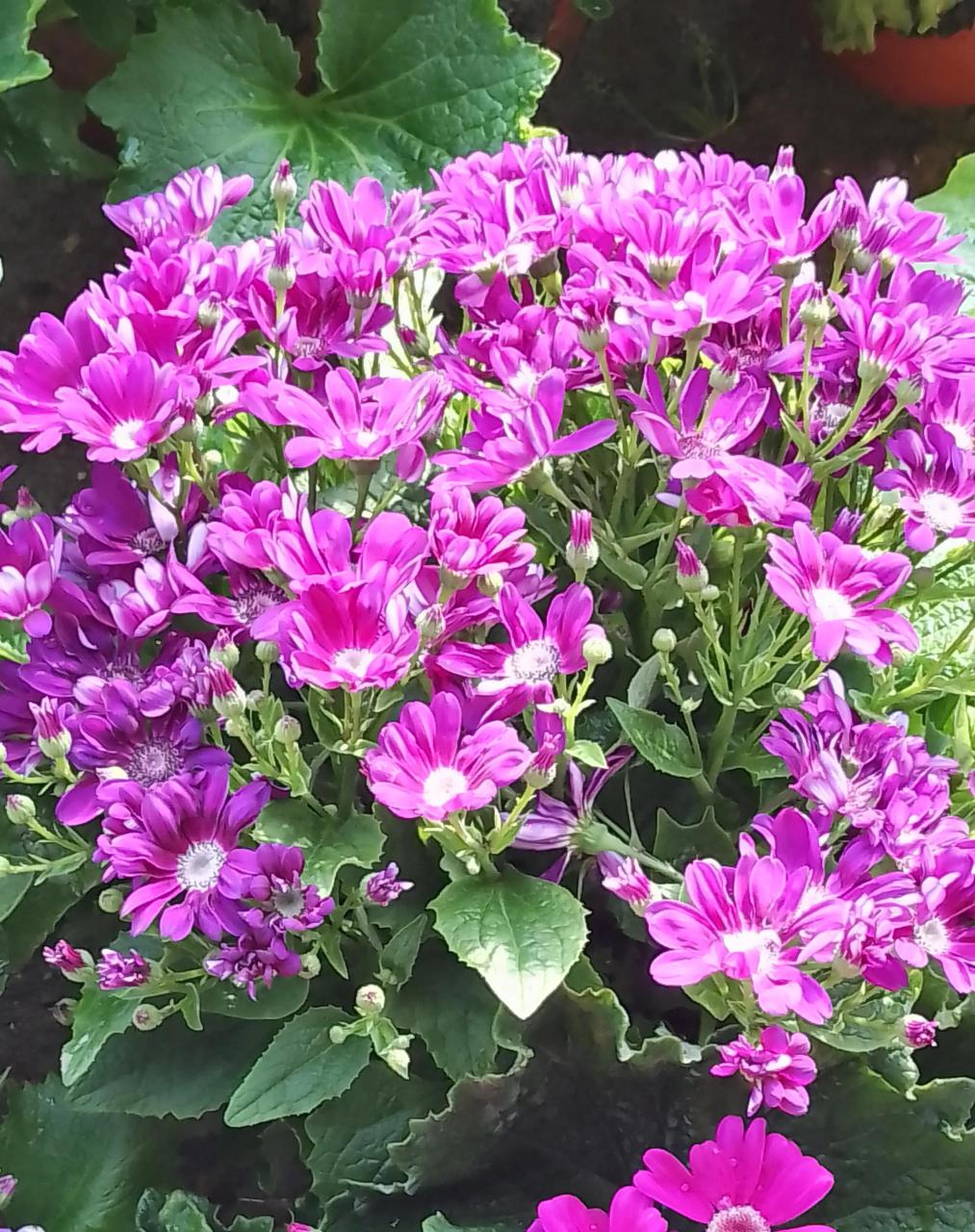 倒霉的一天喝口凉水都塞牙,三月二十六号周末,本来是一家三口快乐的