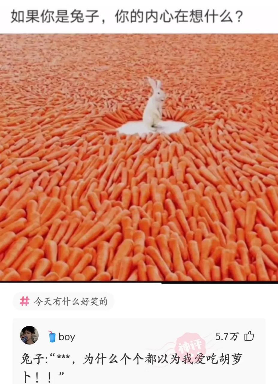 兔子:兔子是不吃胡萝卜的,换点青菜行吗?