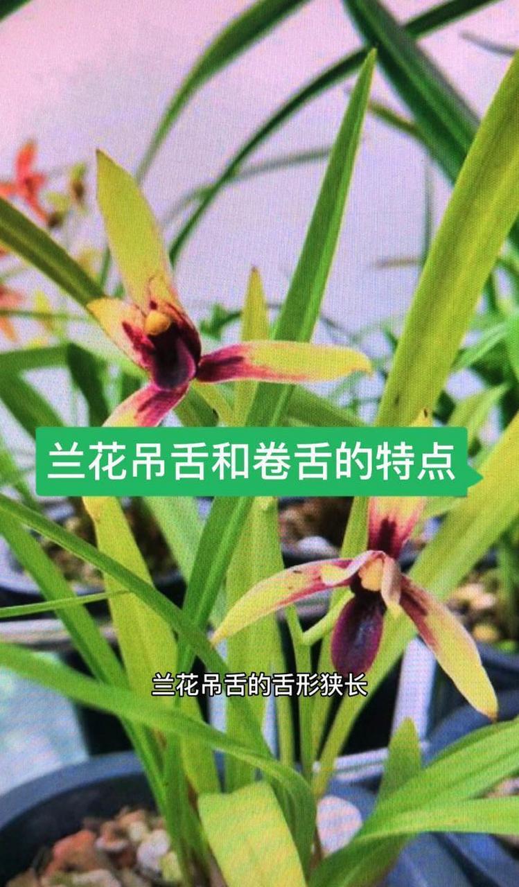 卷成兰花舌图片