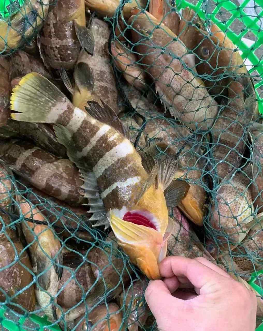 深海滋补鱼,六带小石斑鱼,补充大脑发育所需dha,清蒸,炖汤给小朋友吃