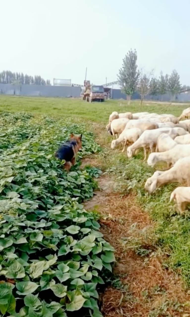 德国牧羊犬真的很会放羊![大笑][大笑][大笑][大笑]#搞笑