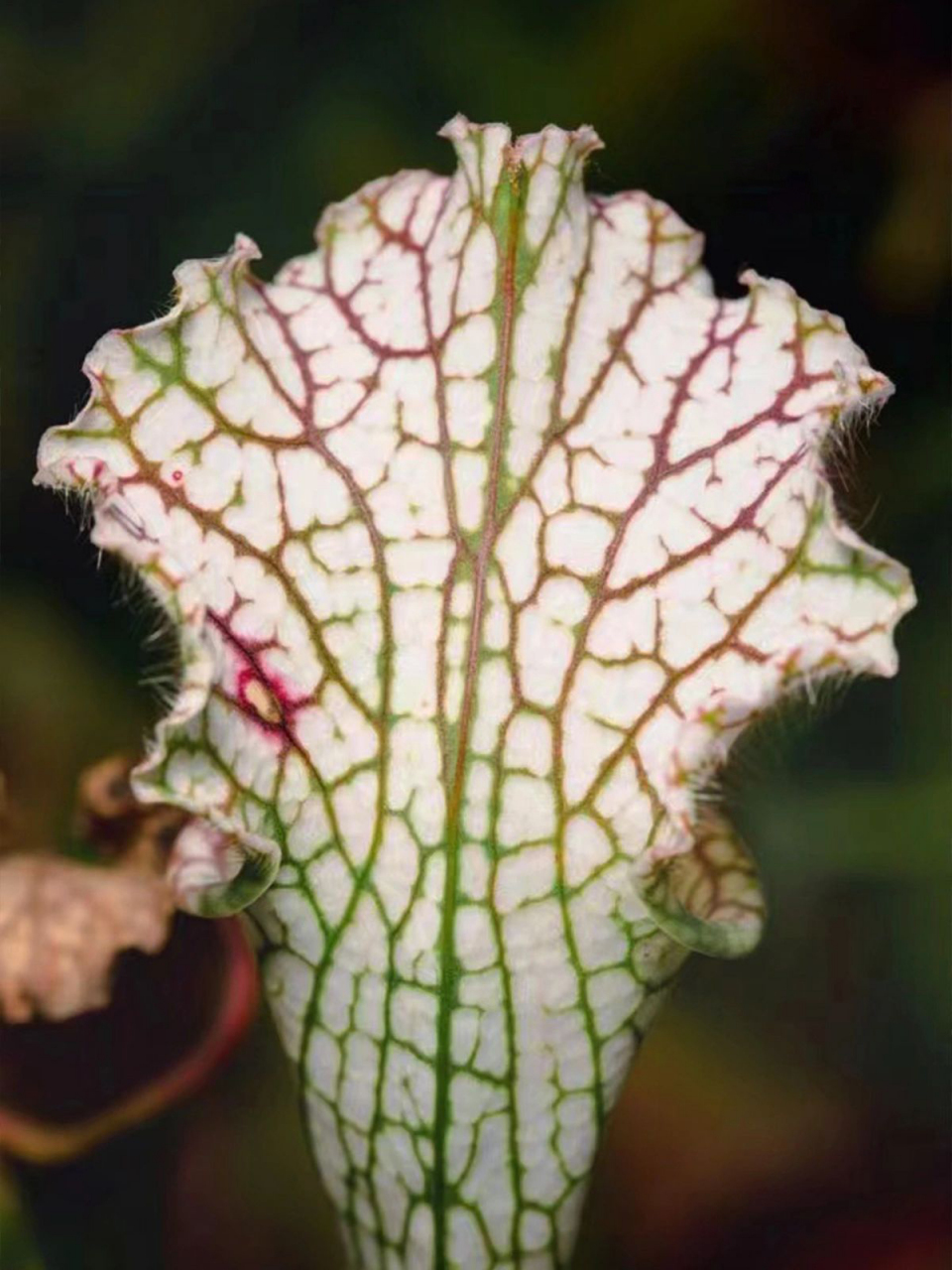 神奇生物科普|瓶子草为什么要吃虫子?