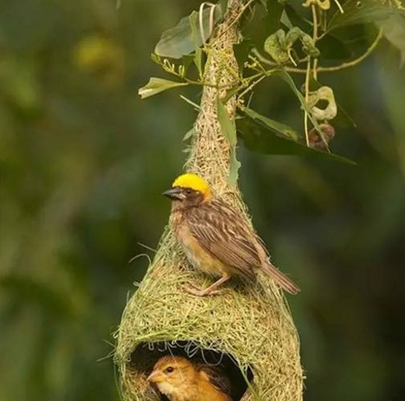 奇妙的大自然艺术——形态各异的美丽鸟巢(图)[委屈]