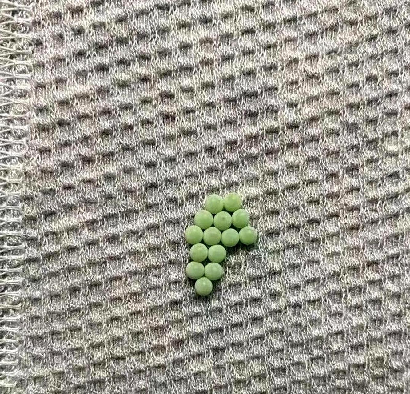 臭屁虫的卵数量总是恰好14颗,而且颜色鲜艳扎眼.