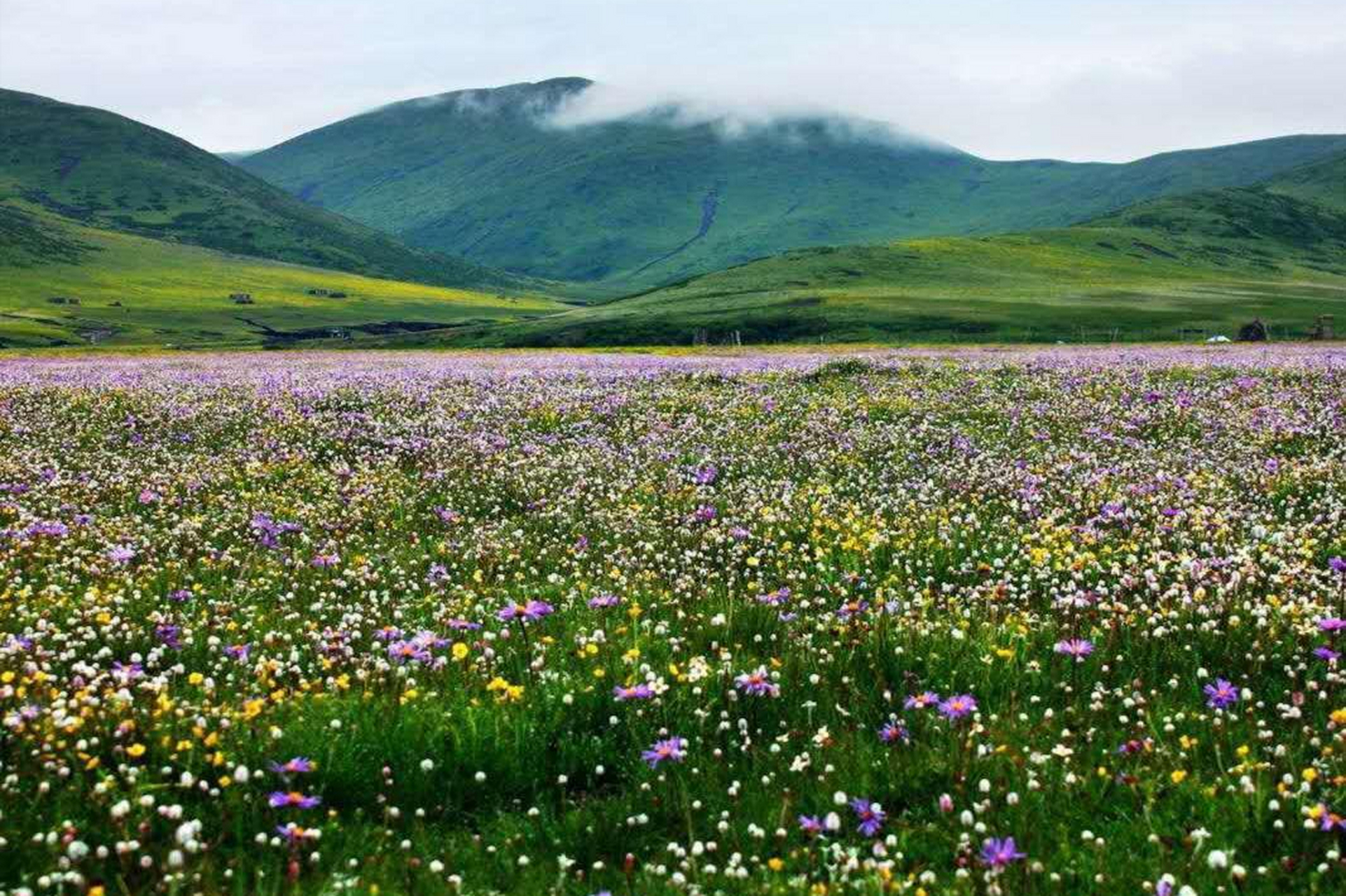 俄木塘草原位于四川阿坝红原县壤口乡,距离成都仅370公里.