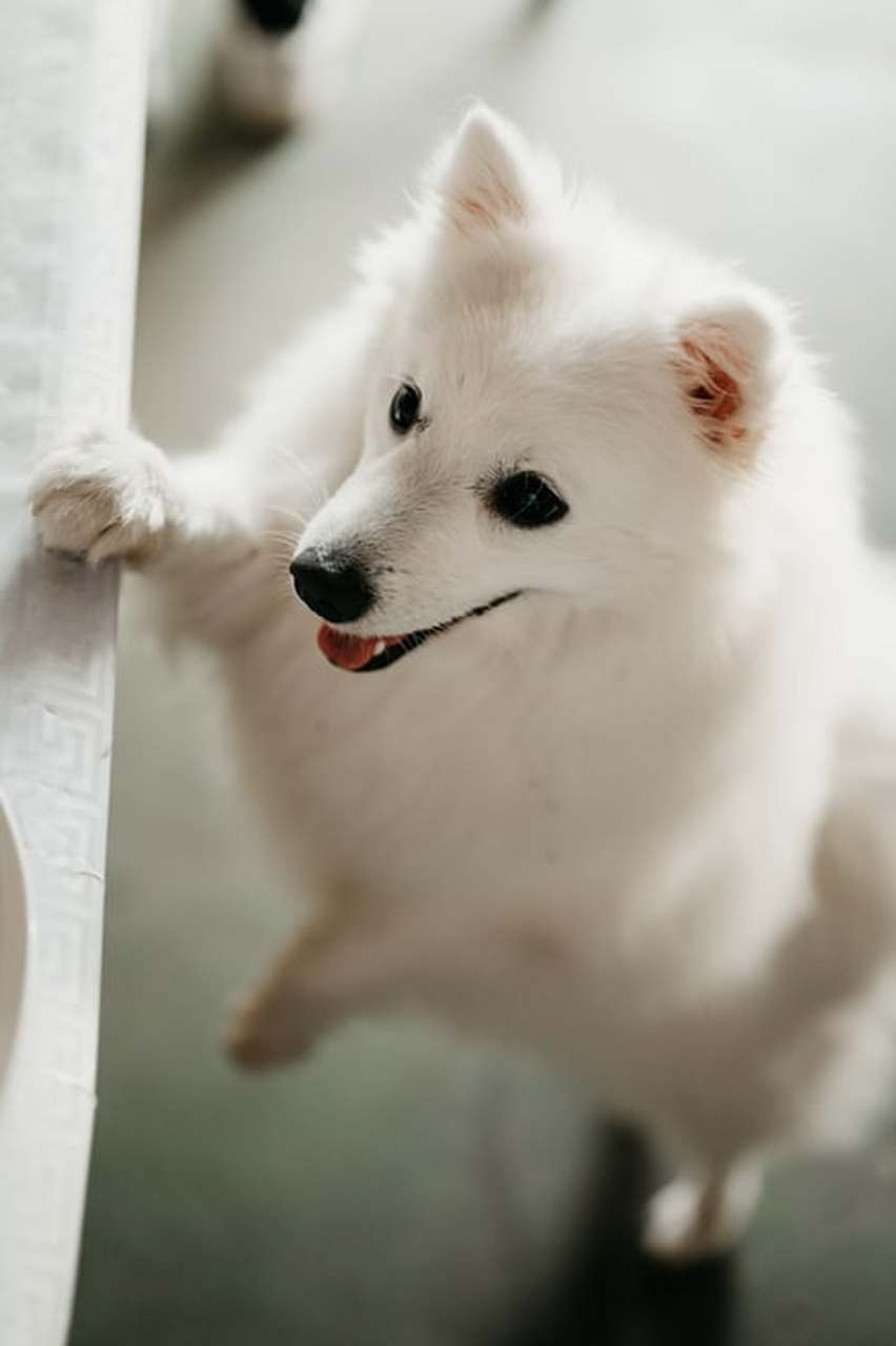 动词ない形 なくてもいいです 解析: ない的い属于活用假名,类似于