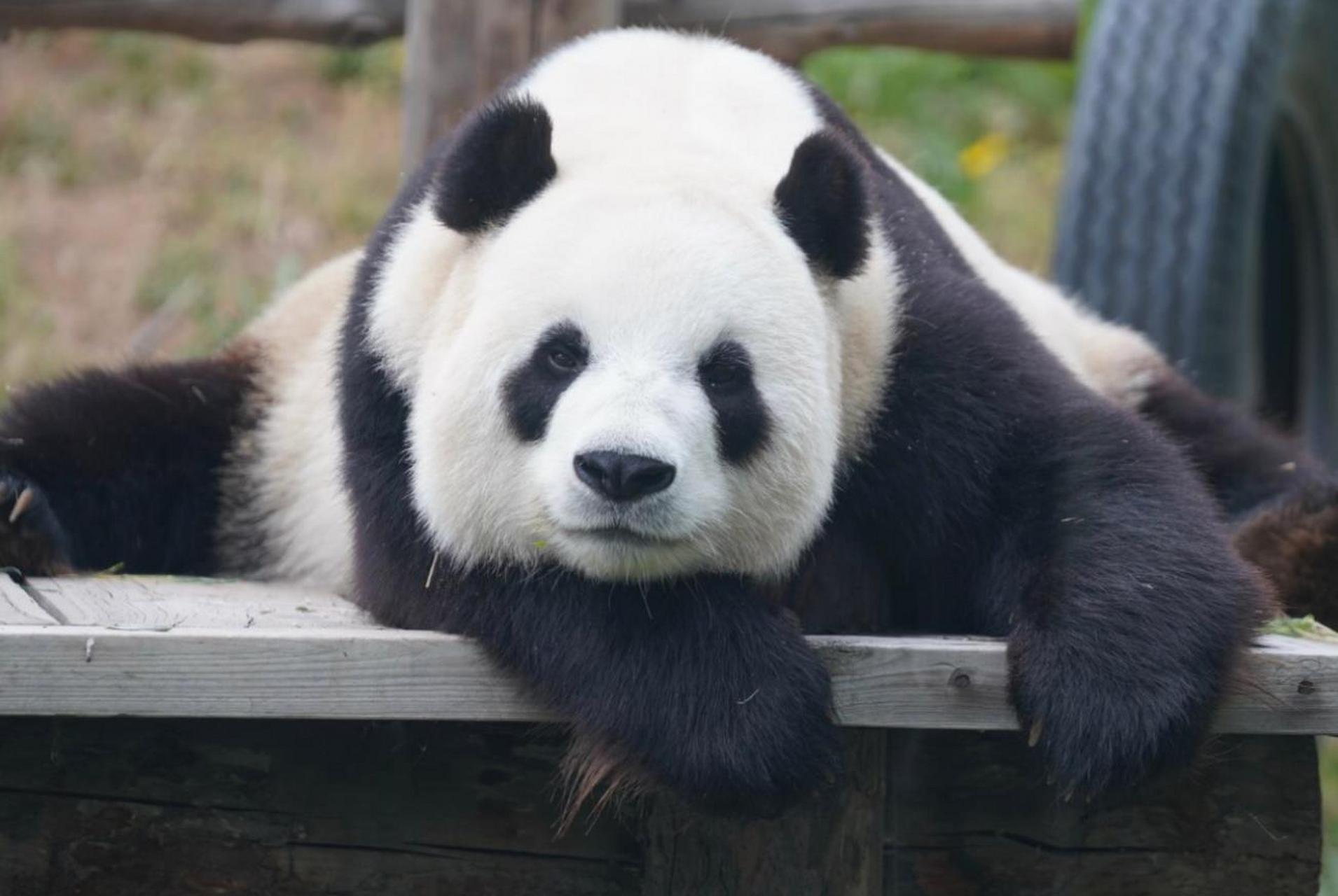 "金刚芭比"飞云深受大家的喜爱,它最特别的微笑脸,简直就是熊猫界"萌