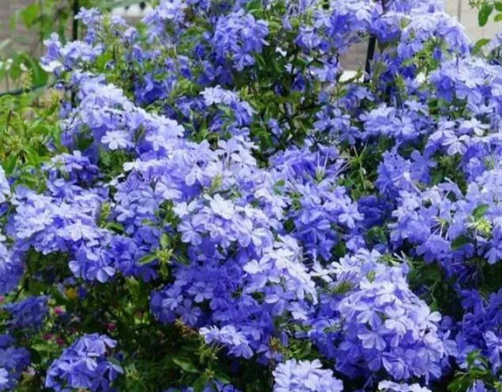 蓝雪花别名蓝花丹,山灰柴等,资深花友都不会陌生了,是一种在园艺上
