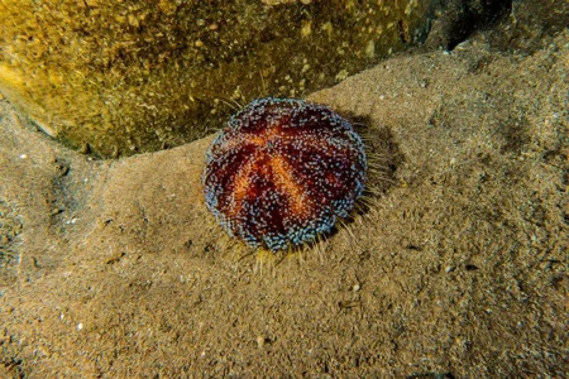 海洋生物-火海胆 又名变火海胆,电海胆 🗺️分布在印度洋-太平洋