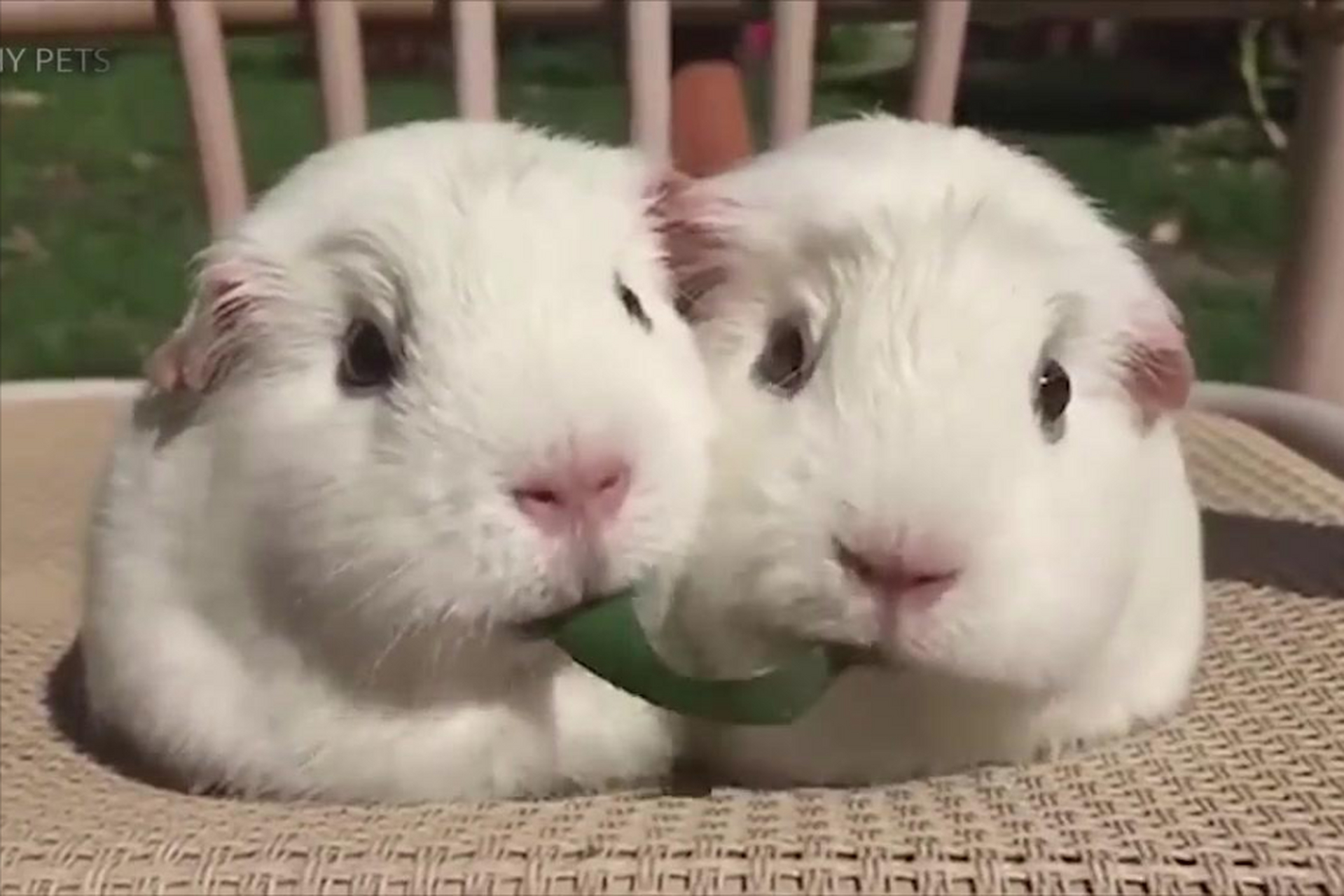 龙猫是生活中真实存在的动物,但是却不是猫科动物,而是一种名叫毛丝鼠