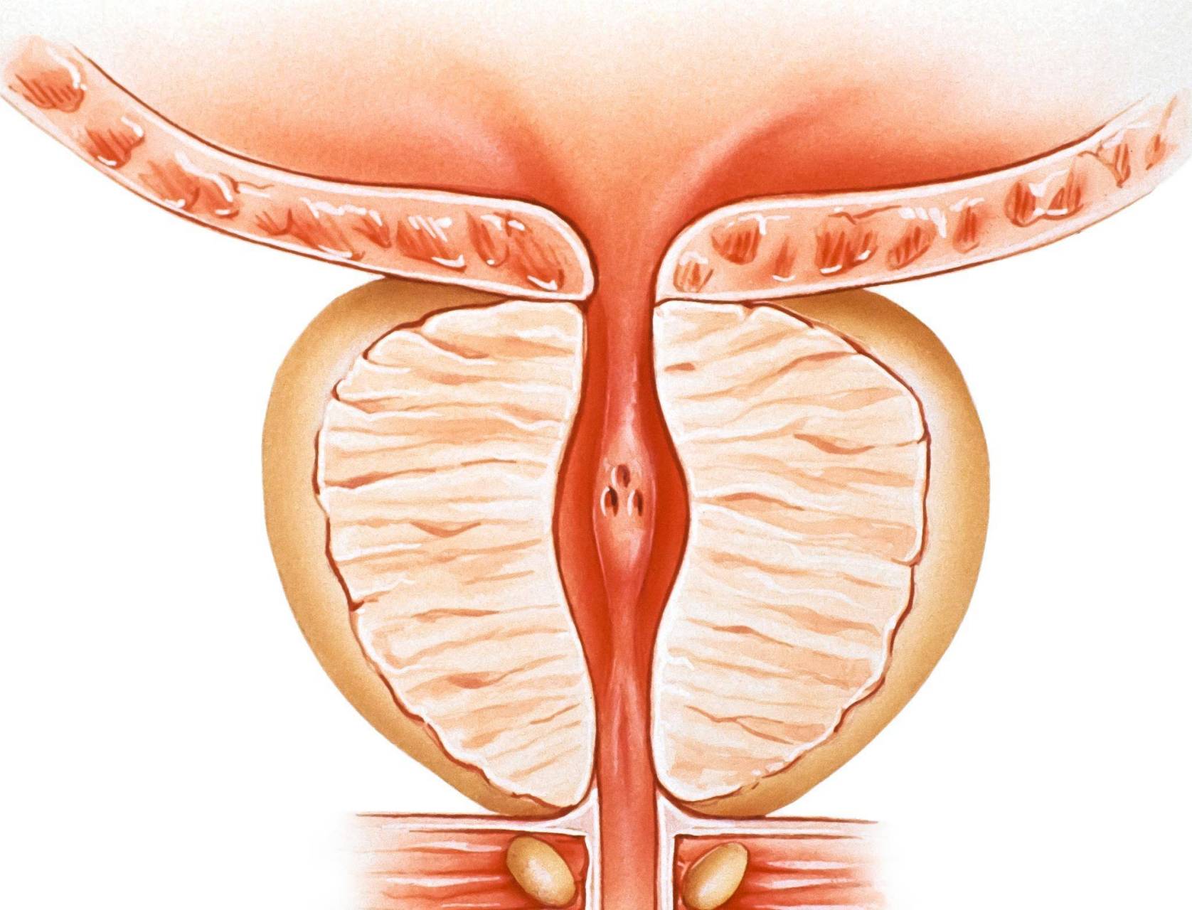 前列腺是男性独有的性腺器官,它很脆弱,比较容易发生病变