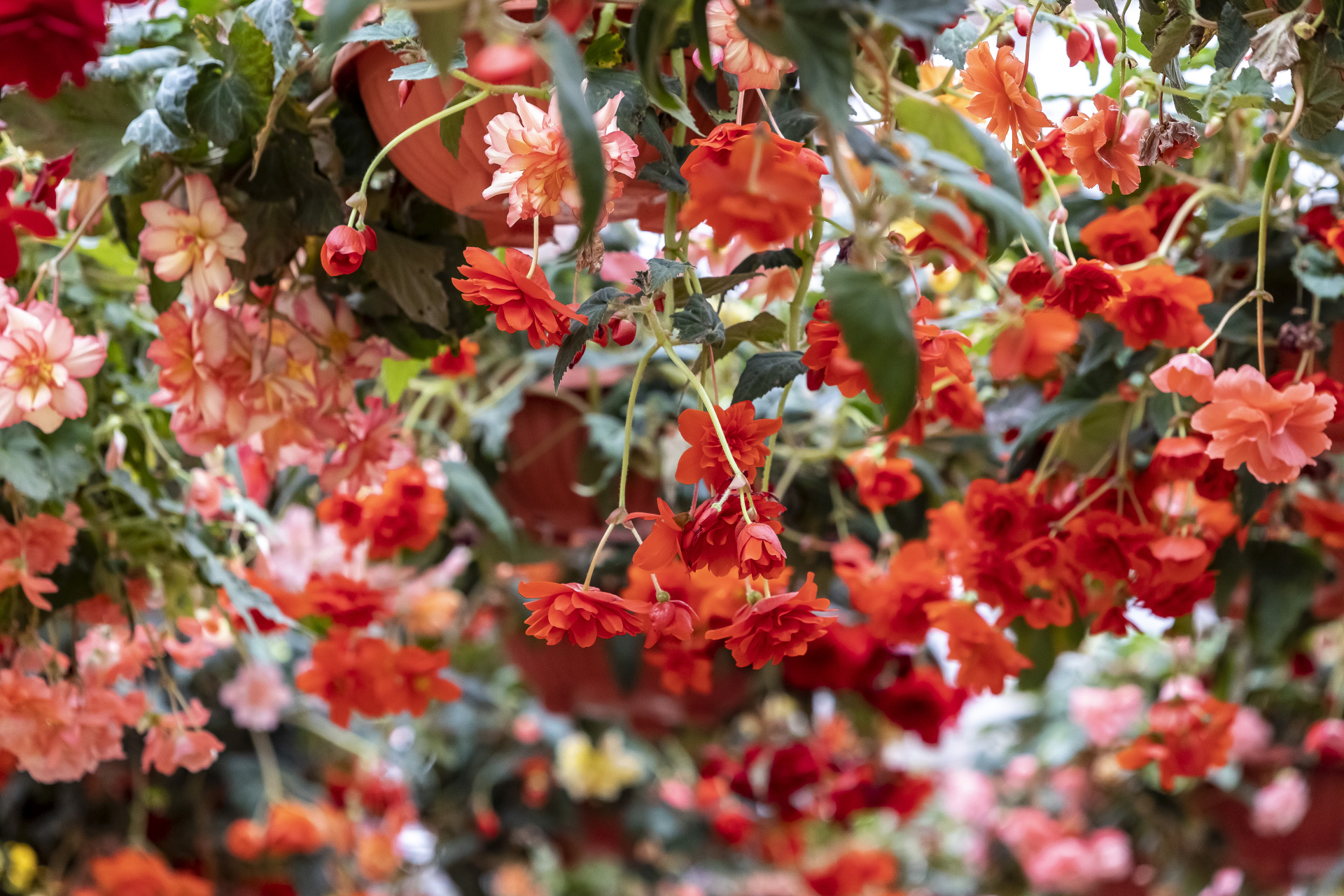 也在等你    五一小长假期间,专程来到日照"2023日照杜鹃花节"现场