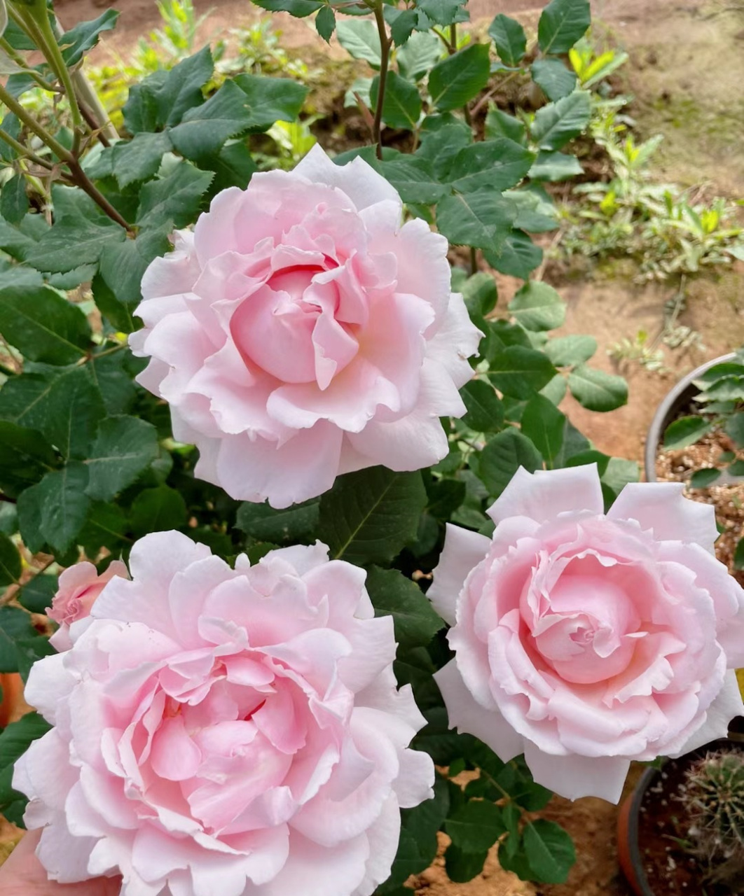 带大家认识一款时下很流行的品种——苏菲罗莎,也叫圣菲罗莎,灌木月季