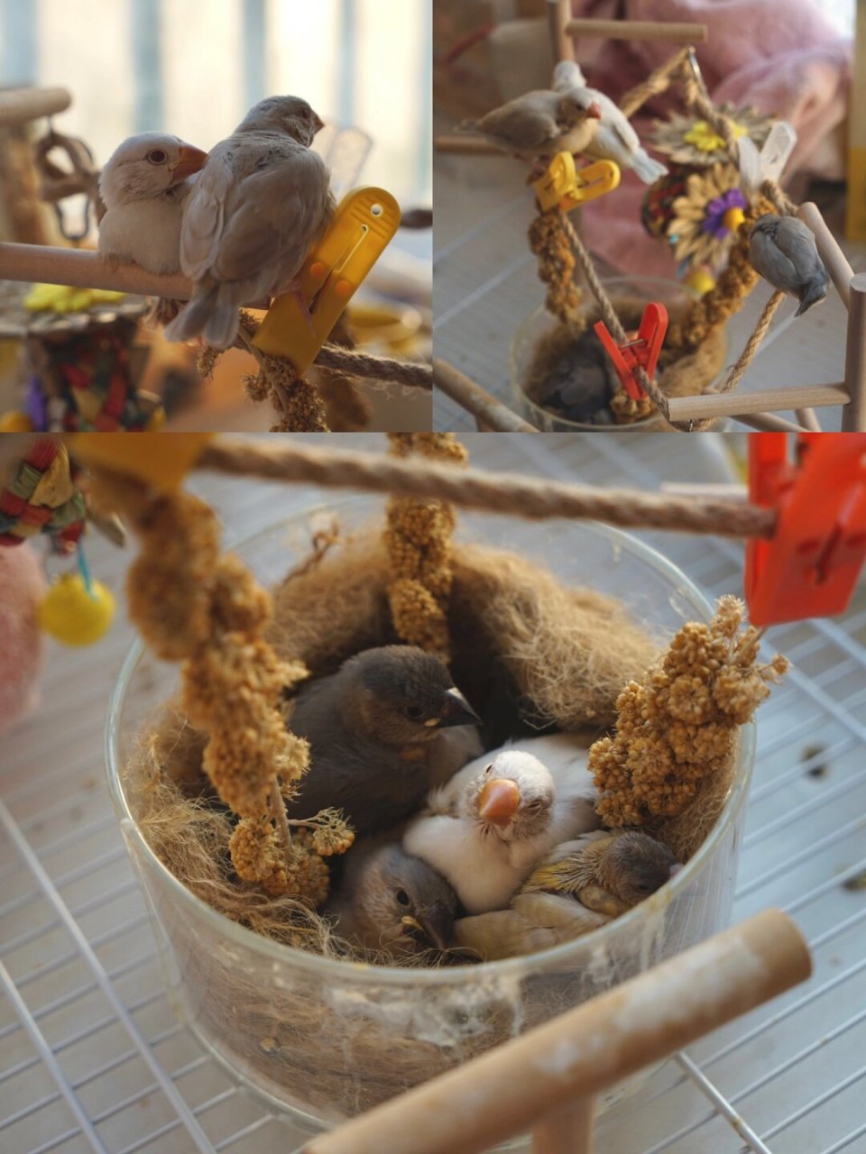 手养文鸟|小可爱们都长大了  一窝五个,四个花色,包括灰文,驼文,红眼