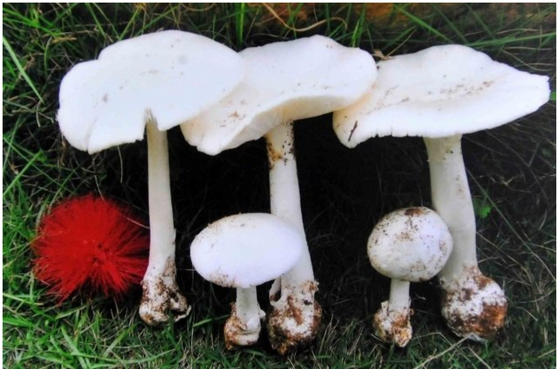 毁灭天使菌蘑菇图片