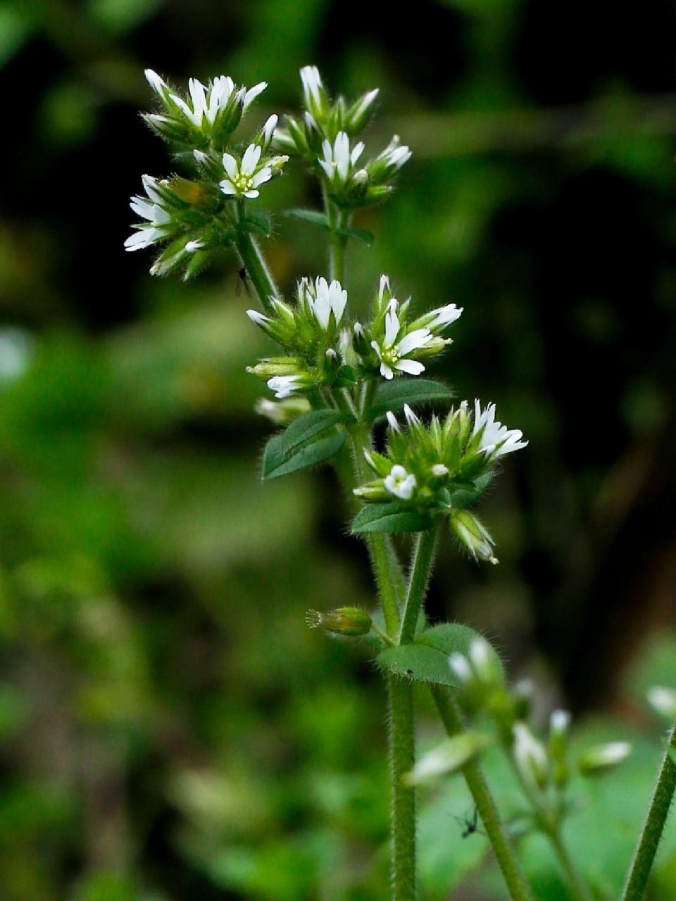 婆婆指甲菜,大概是熊外婆的指甲.
