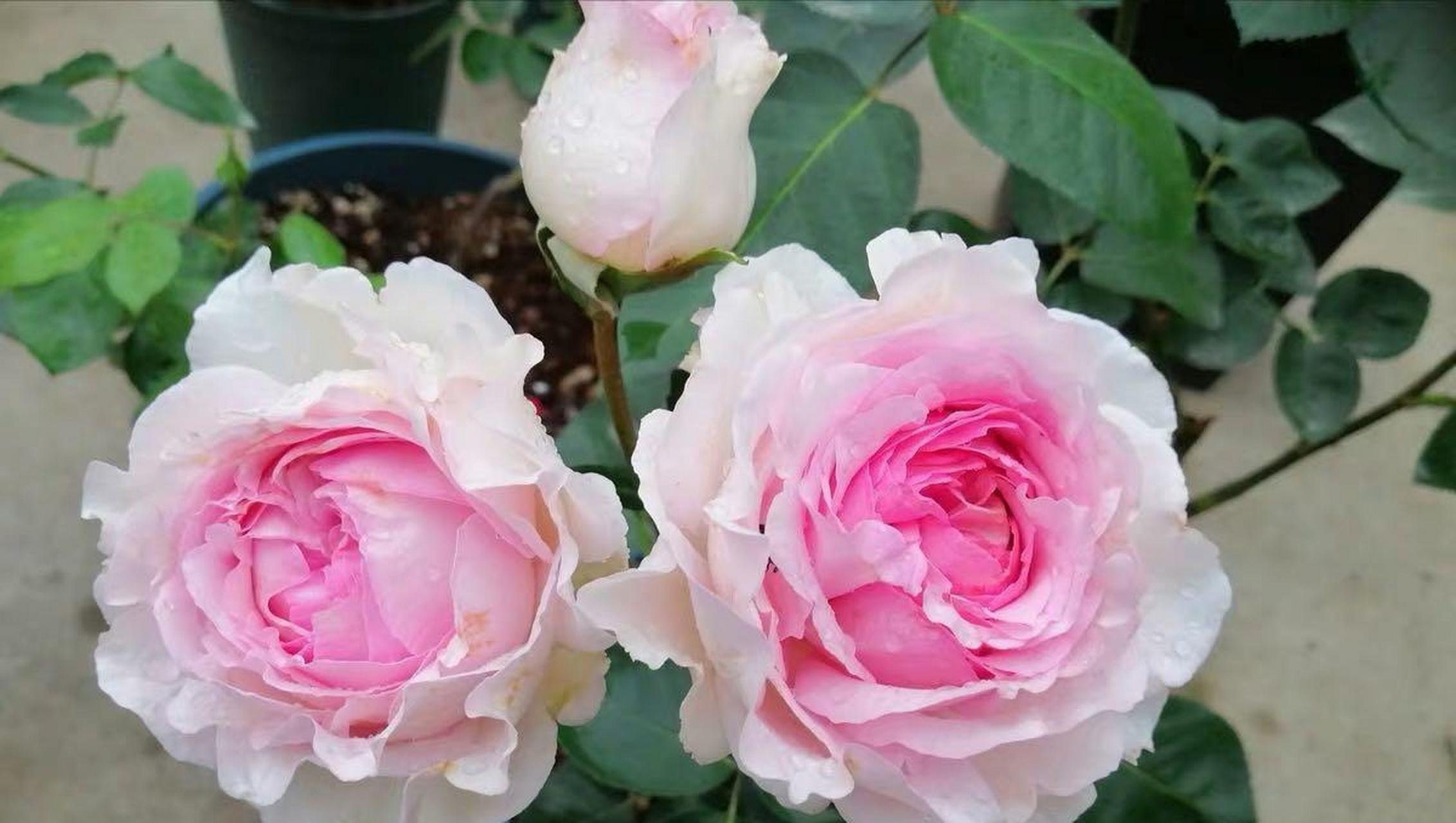 一种以颜值,芳香闻名于世的月季花——伊芙·四度芳香,纯正伊芙系,株
