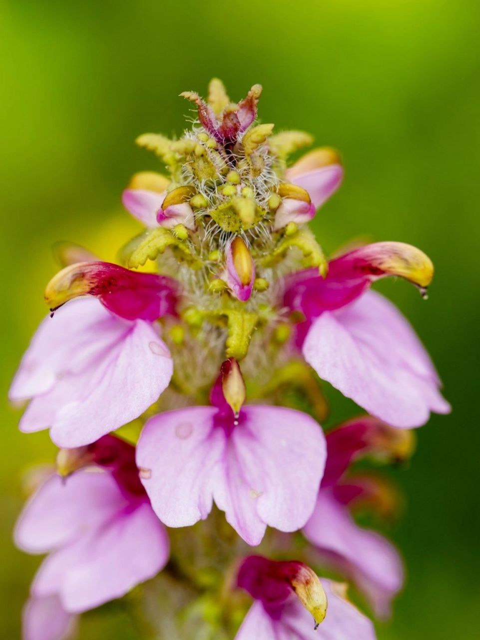 中国特有,花朵特化的密穗马先蒿,玄参科,马先蒿属植物,一年生草本.