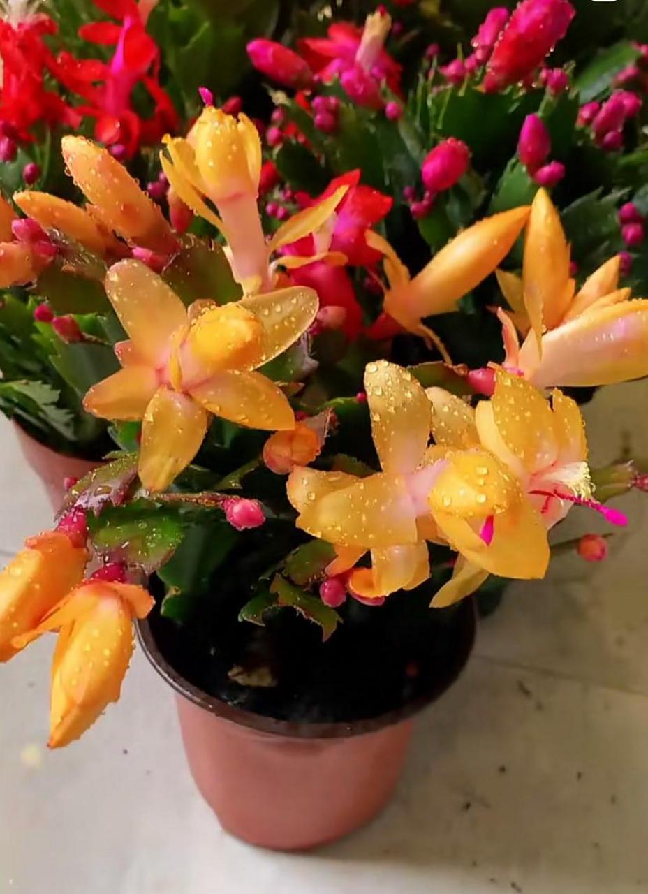 黄金蟹爪兰——金灿灿,闪亮亮的花色,每年 和 各开一波花,生性皮实好