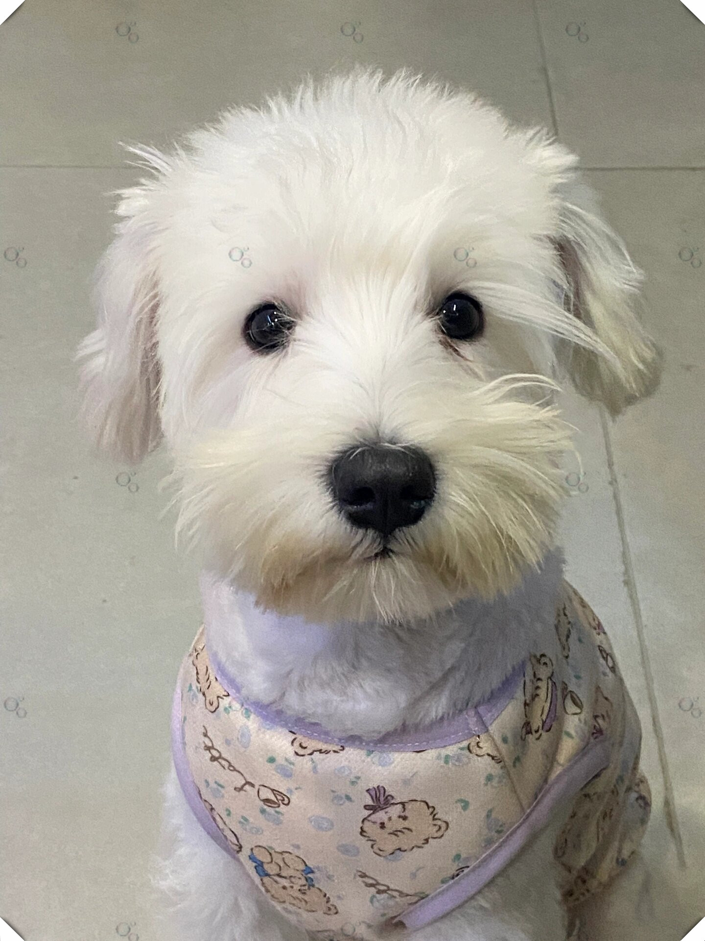 白色的毛发在阳光下闪闪发光,仿佛是一颗闪亮的小星星