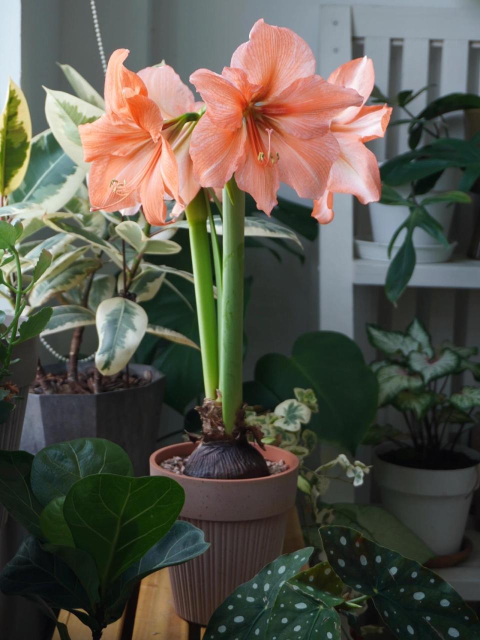 朱顶红——雷诺娜,橘色调好好看!