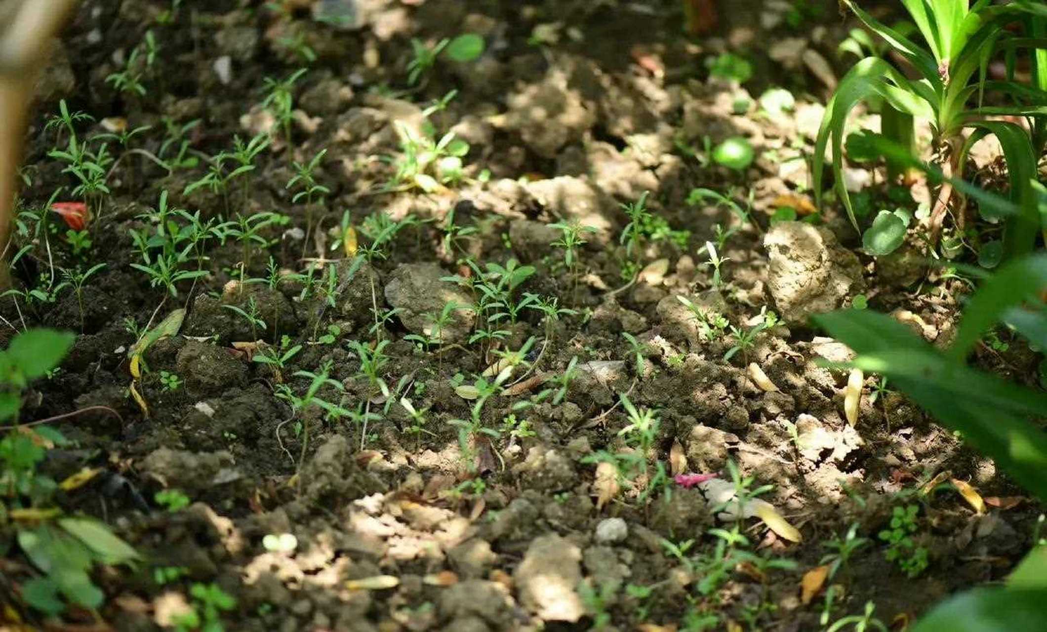 [已阅] 现在琉璃苣/滨菊/部分虞美人正在开;还有毛地黄吊钟柳[不要啊