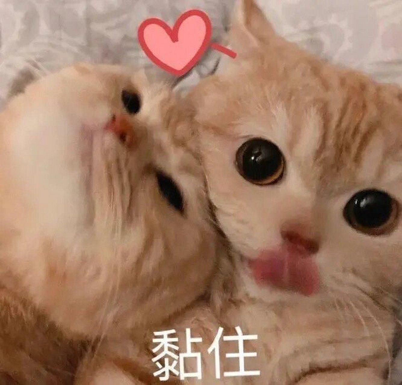 今天给大家带来一些可爱的小动物表情包,希望大家