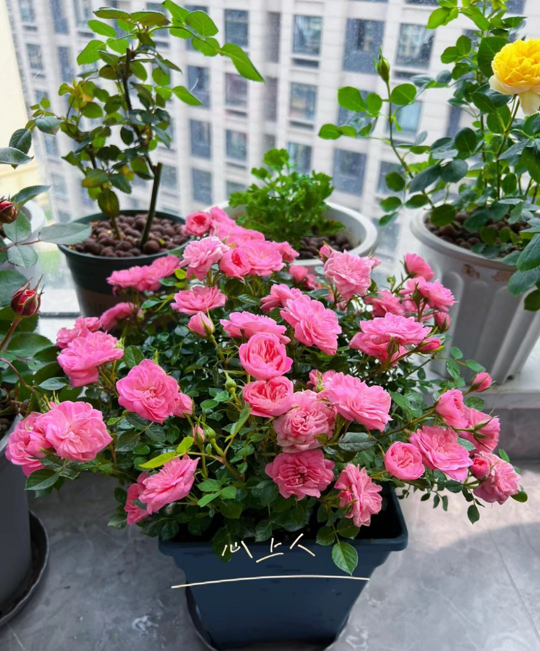 一款"冷门"但很优秀的微型月季花——恋人印记,又名心上人,植株低矮