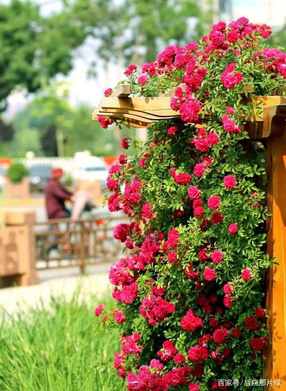 人称"花中皇后",爱花之人都喜欢,掌握技术夏天也能种植  随着大家对