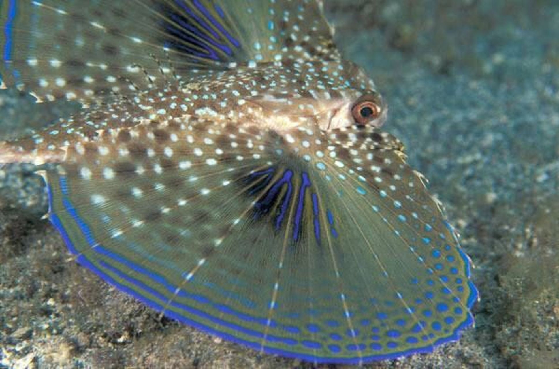 海洋生物-飞角鱼 豹鲂鮄 73 热带及亚热带稍小型海鱼,底层海鱼,栖息