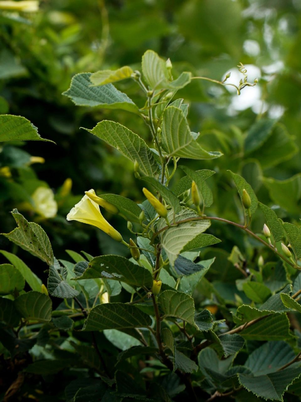像喇叭花的山土瓜花,同为旋花科,却属于鱼黄草属的山土瓜花,像极了