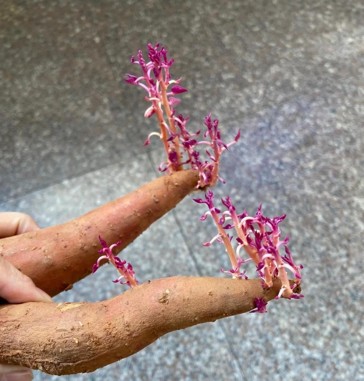 红薯发芽了,怪好看的,就是不能拿来吃了.