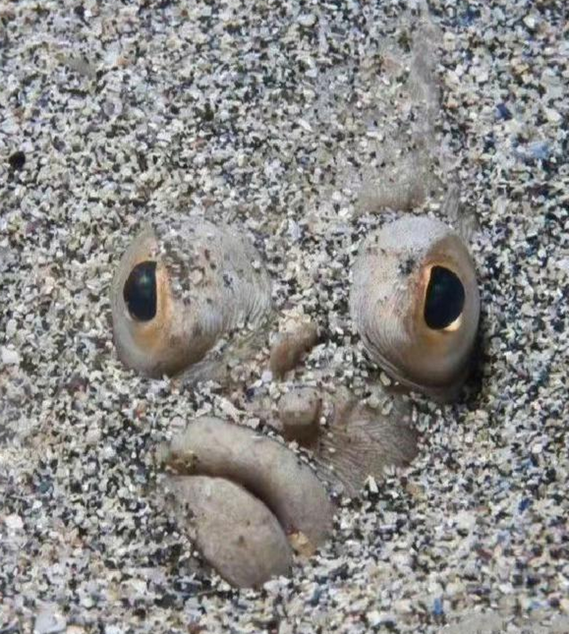 比目鱼宝宝小时候的样子vs长大后的样子.