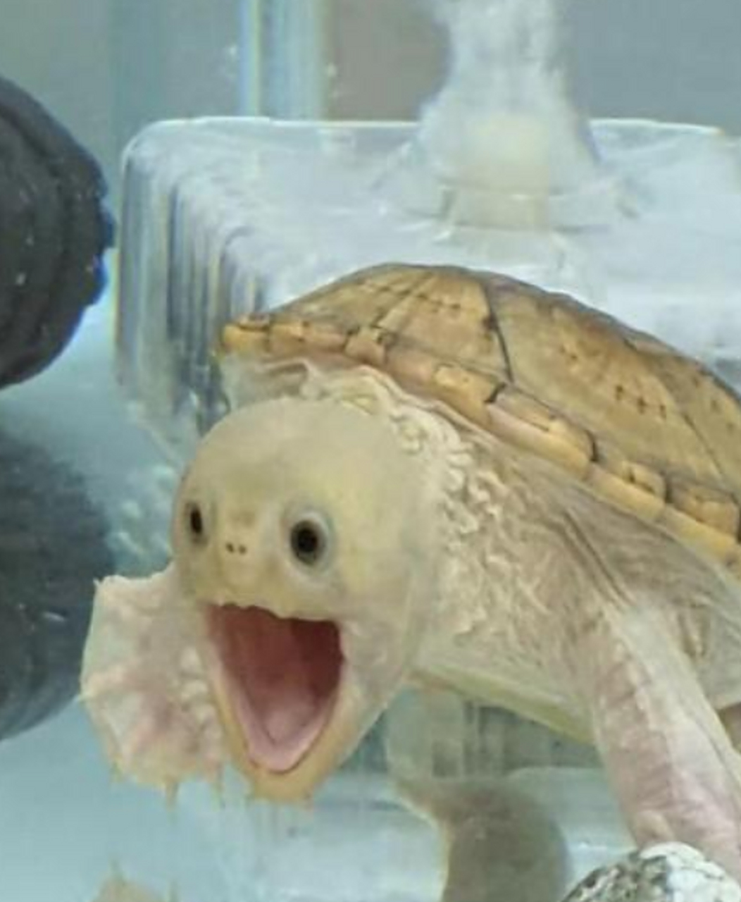 活久见,原来乌龟的嘴巴那么大[左捂脸]