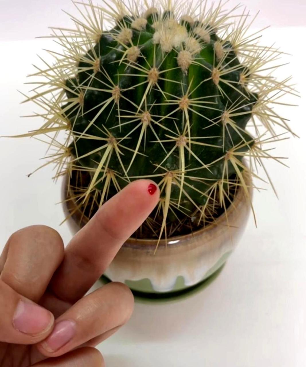 因为仙人球扎破了我的手,所以我必须报复.