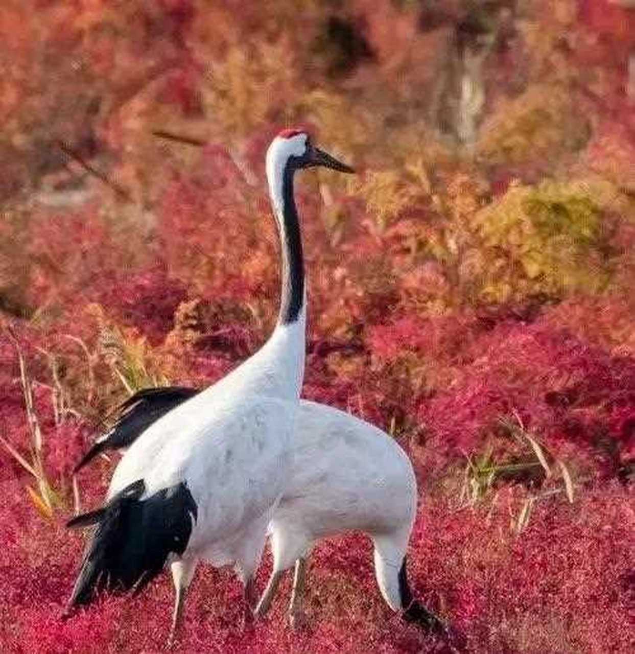 丹顶鹤的头顶上的红色并不是羽毛,也不是绒毛,而是因为秃顶.