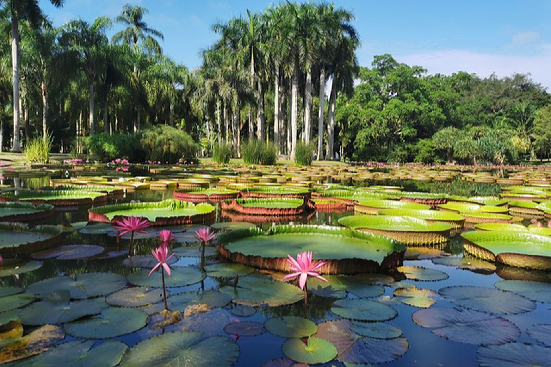 云南中科院西双版纳热带植物园,这里是西双版纳唯一的5a景区.