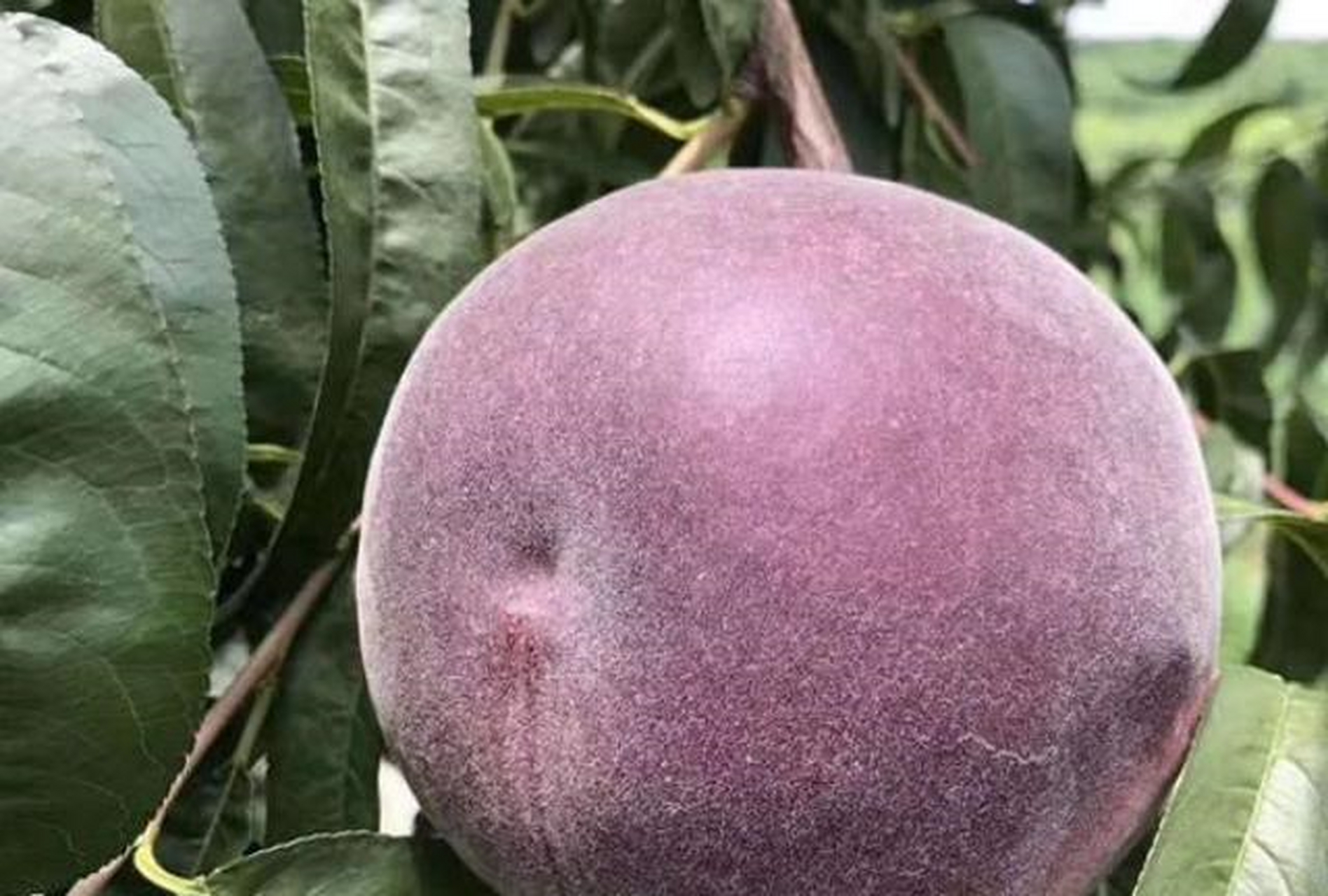 今天给大家介绍一种不一样的桃子,叫做黑桃皇后.