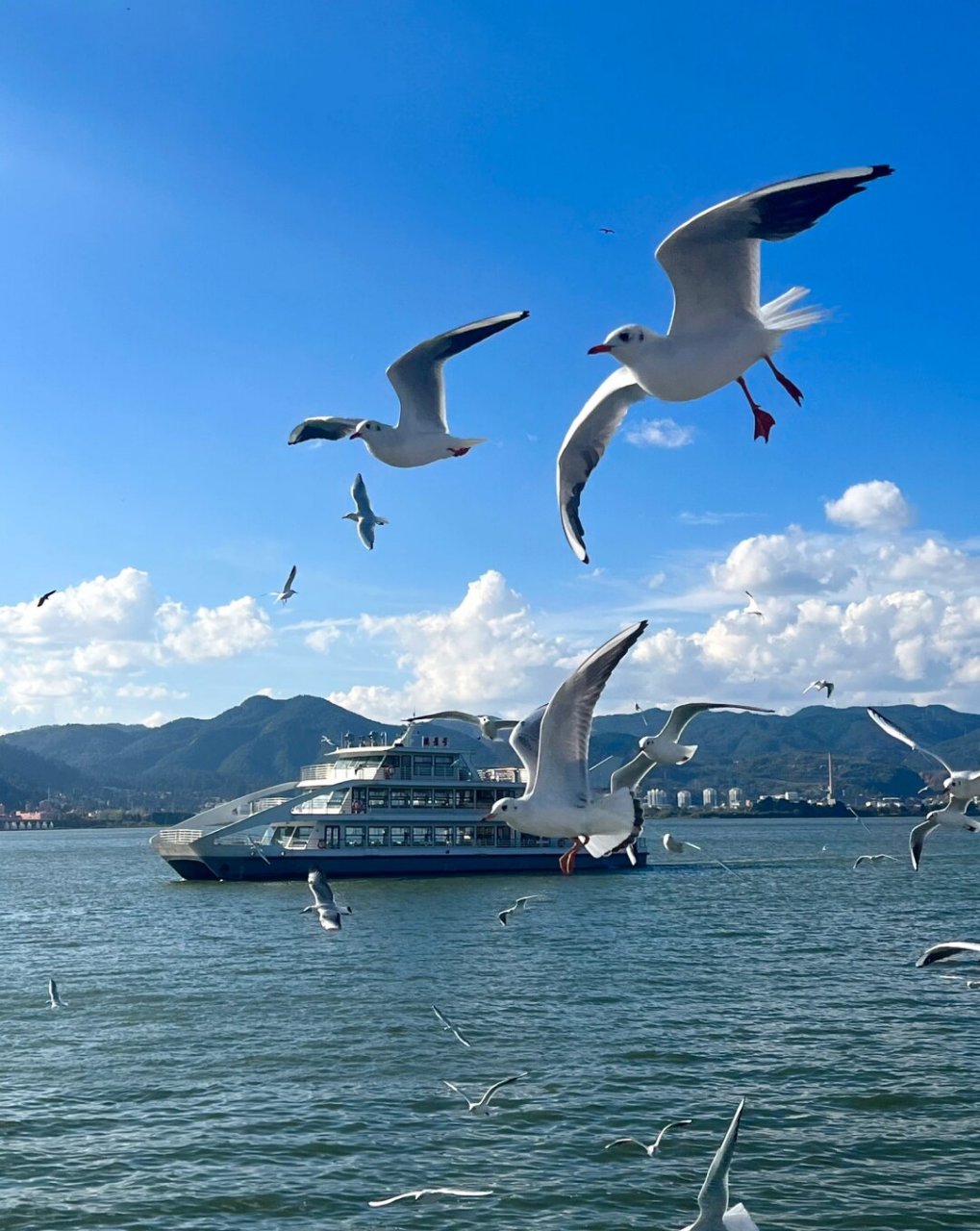 海埂大坝海鸥图片