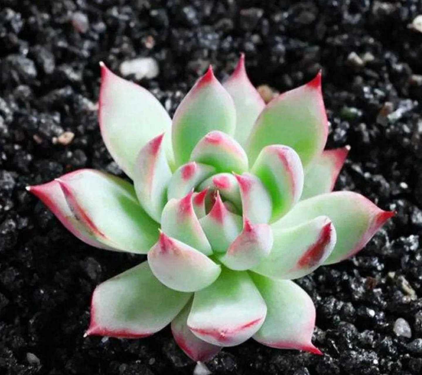 多肉吉娃莲[微笑] [药丸] 多肉吉娃莲的别名叫吉娃娃,是花友非常喜欢