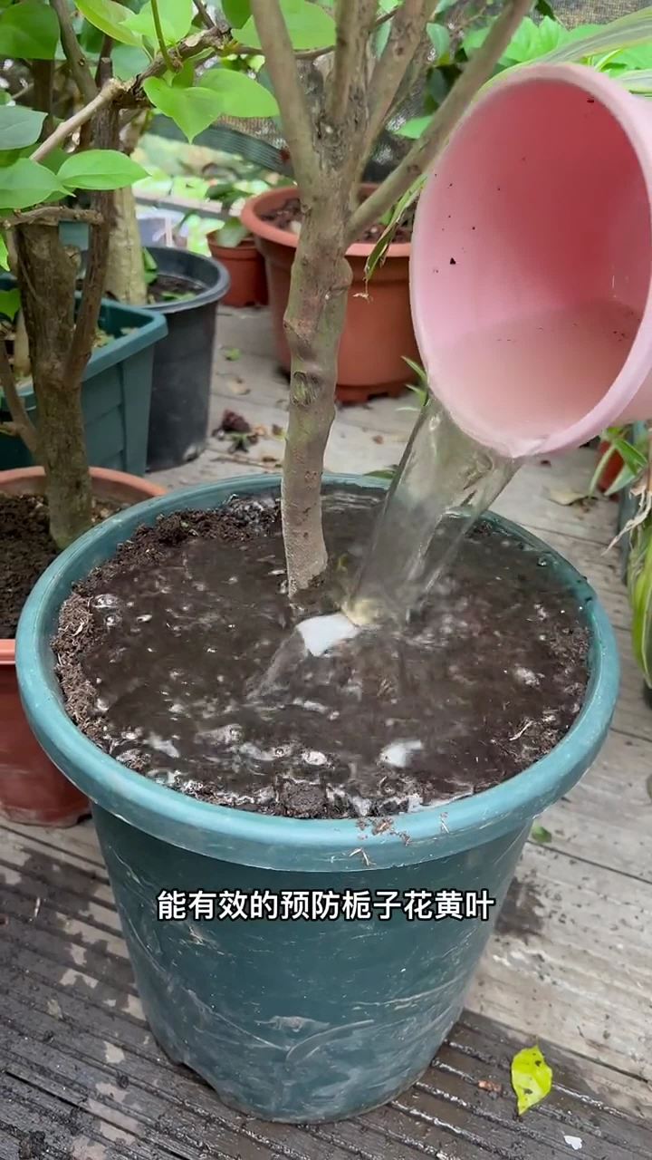 栀子花最好的浇水方式就是浸盆法,把整盆栀子花直接放到水里面,让整个