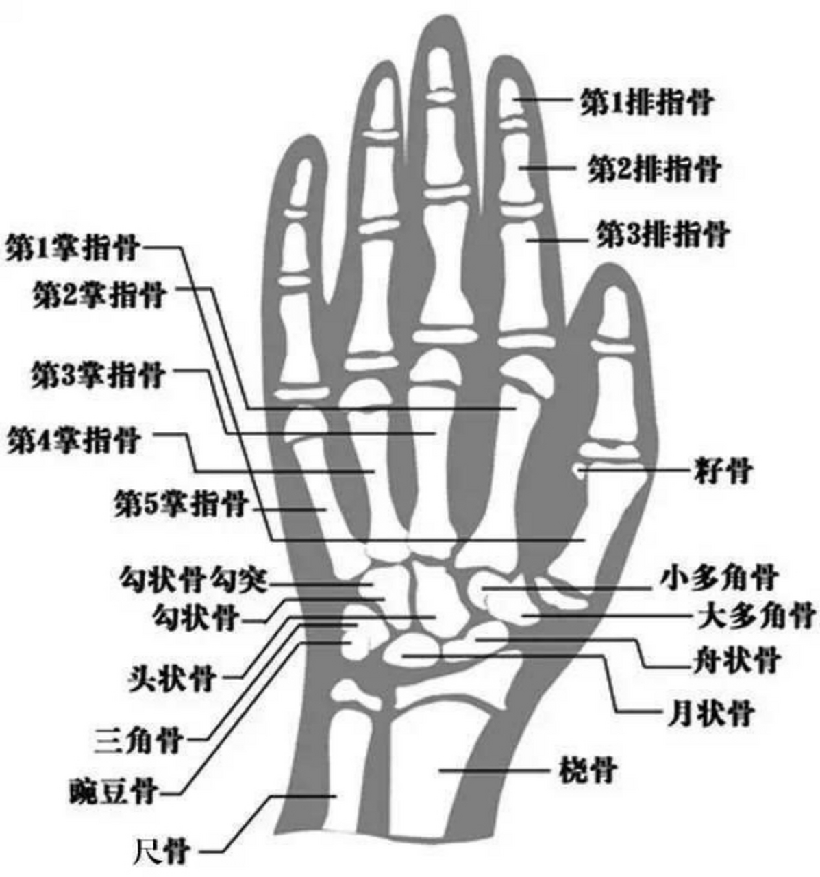 骨骺线对照图图片