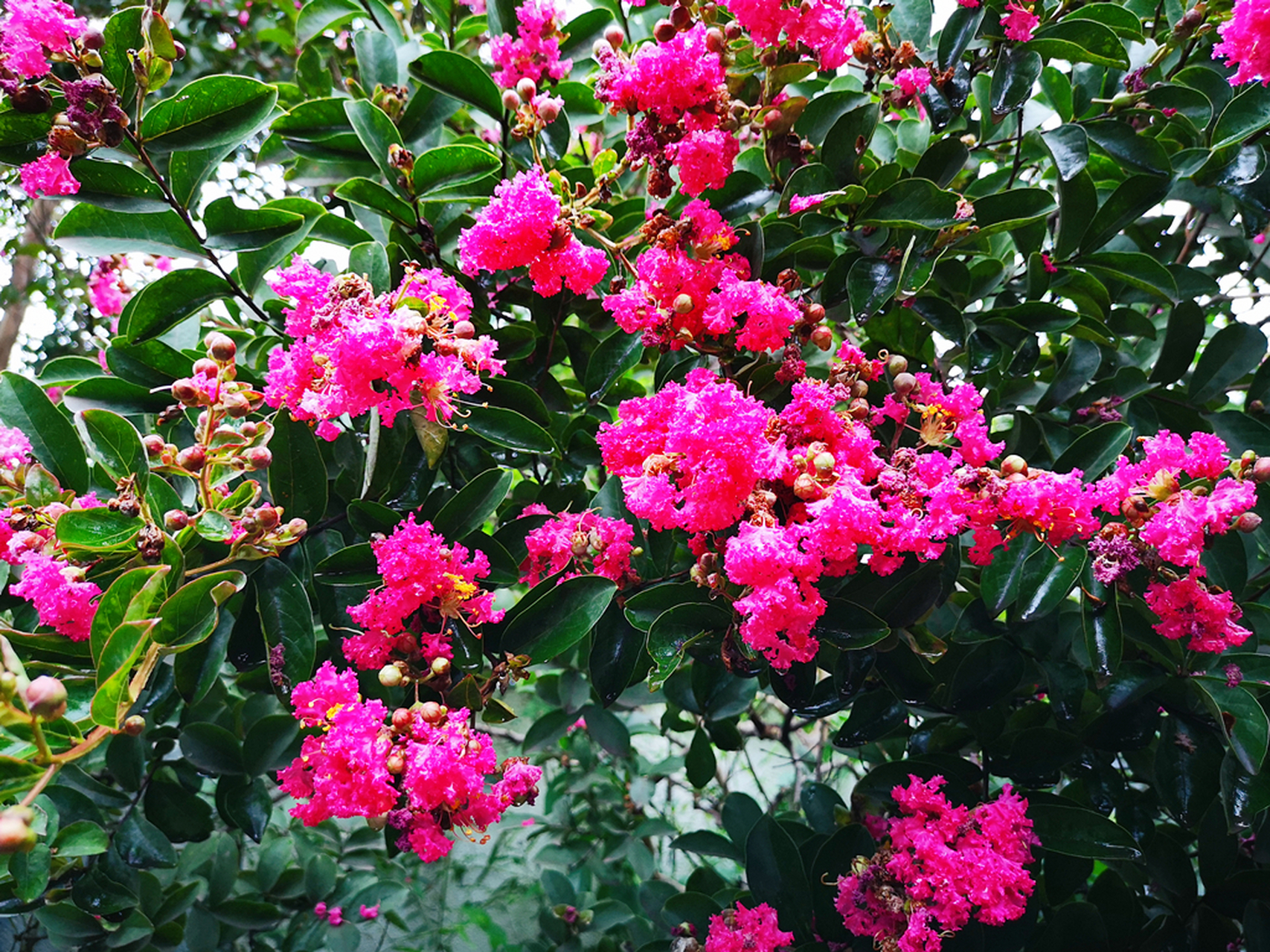 盛夏的紫薇花,花朵绚烂,香气浓郁.