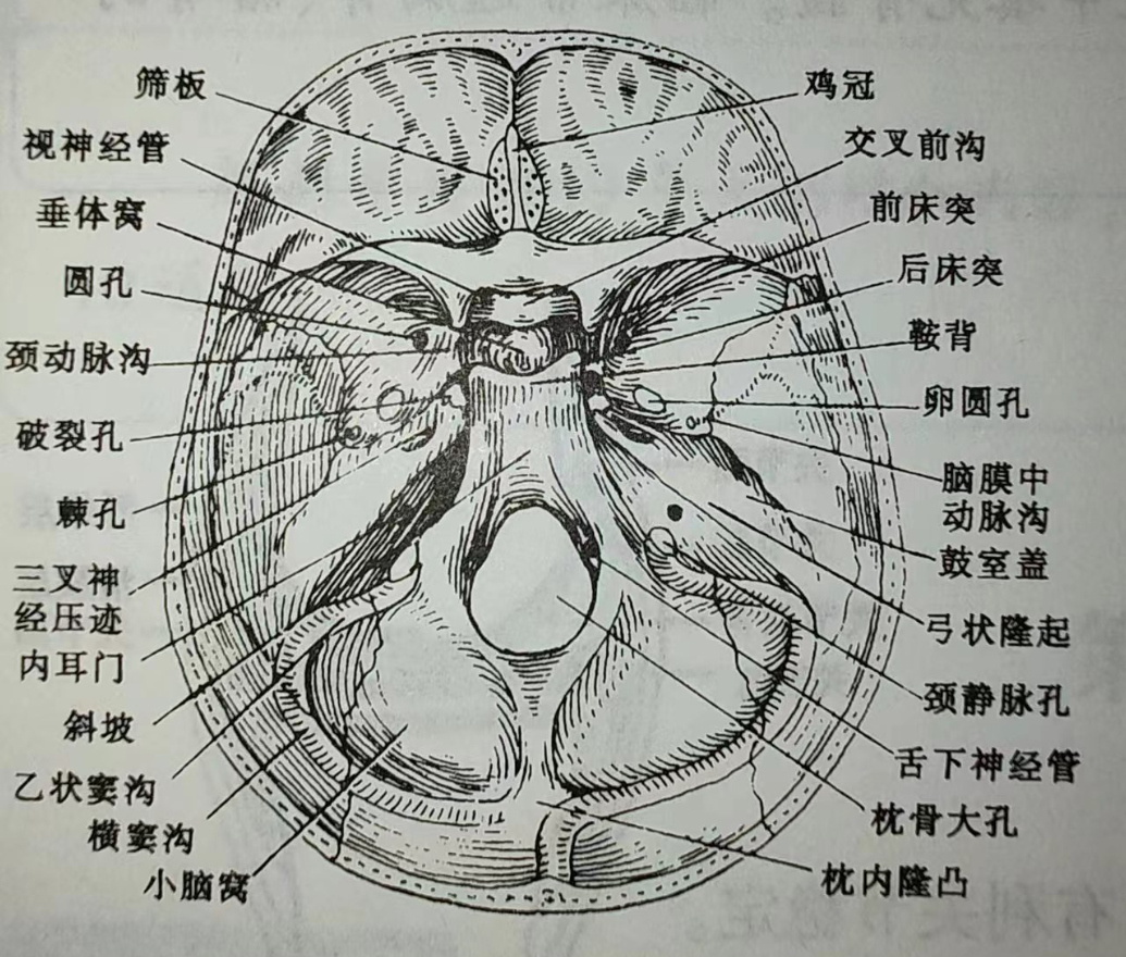 临床解剖学