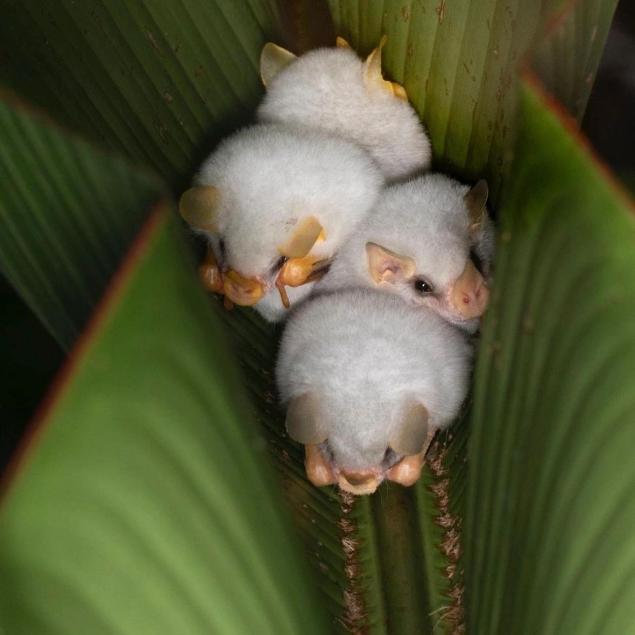 像奶黄包一样的小可爱,居然是只蝙蝠 这种白色的小动物叫洪都拉斯白