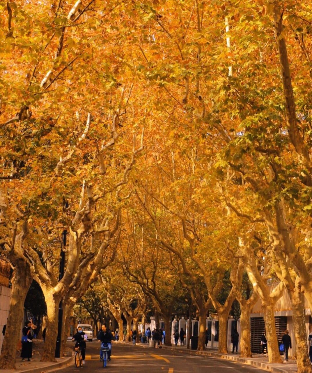 上海秋日浪漫,五条街道让你感受梧桐之美  秋天,上海的浪漫就隐藏在