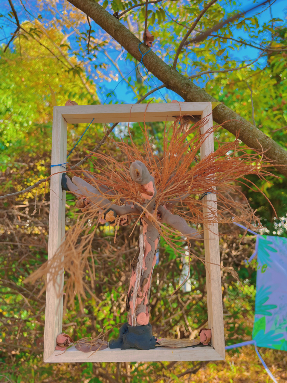 植物活化石  水杉被誉为"活化石",对于古植物学,古气候学,古地理学和