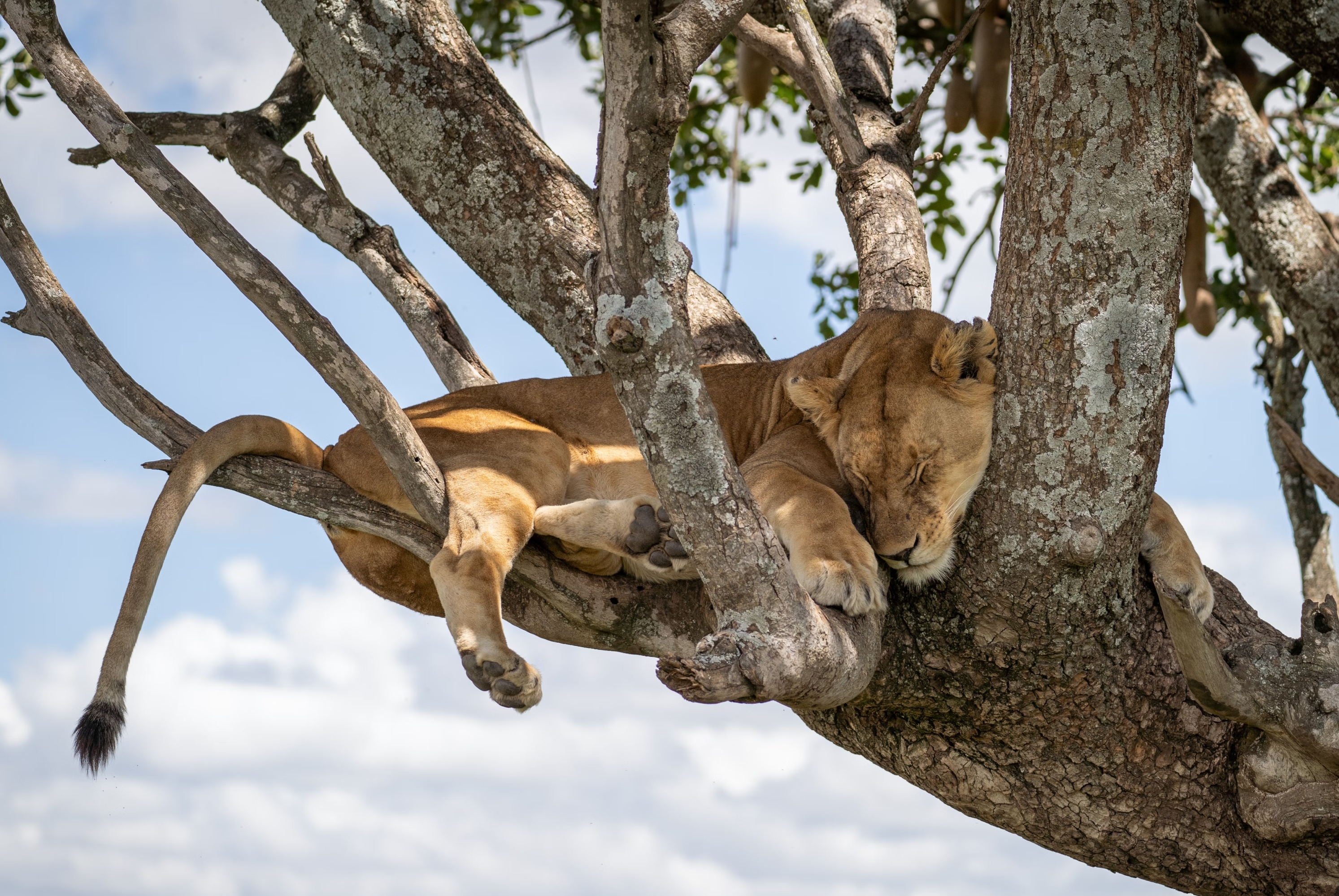 金秋图文动态创作节# 一只母狮优雅地躺在一个高大的树枝上,仿佛是一